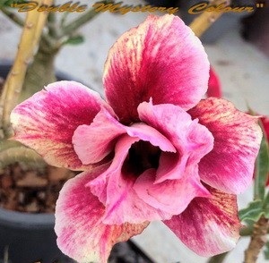 (image for) New Adenium \'Double Mystery Colour\' 5 Seeds